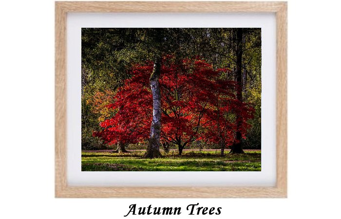 Autumn Trees And Foilage Print